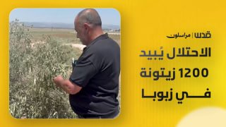 למעלה מ-1,200 עצי זית נעקרו בכפר זאבובה, מערבית לג'נין