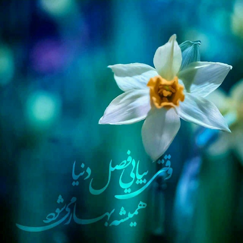 🌸خــــادم الــشهــــدا🌸: امام زمانم..ای تمام آرزوی ما ...ای اوج دلخوشی های ما ...ای مهربانترین پدر ...سالهاست که جز دیدارتان آرزوی دیگری نداریم و