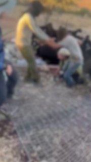 מתנחל ישראלי תוקף באכזריות פעיל זכויות אדם שמתייצב בסולידריות עם משפחה פלסטינית ומנסה למנוע ממתנחלים לגנוב…