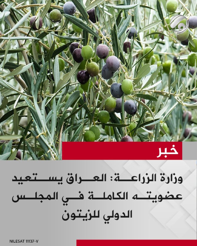 وزارة الزراعة: العراق يستعيد عضويته الكاملة في المجلس الدولي للزيتون