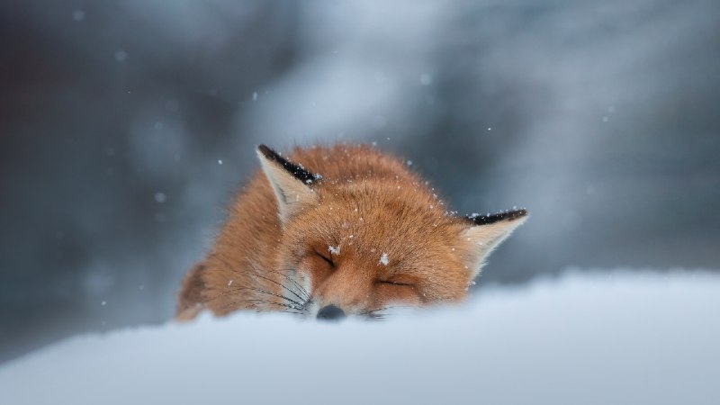 Red fox sleeping in the snow, Abruzzo, Italy (© marco vancini/500px/Getty Images)January 01, 2024 at 07:00AM