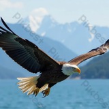 Our eagles