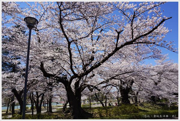 [日本東北|福島郡山1300株櫻花滿開盛況。開成山公園]