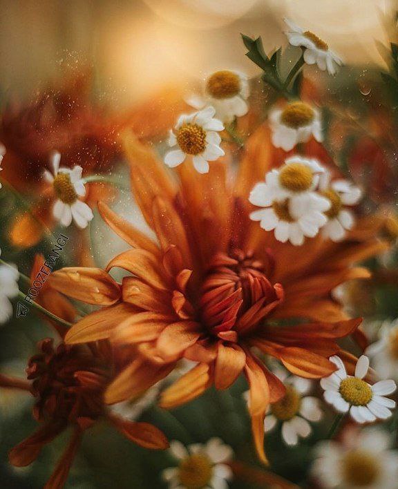 🌹چشم ب راه یوسف زهرا س🌹: 🌼خــــــدایا💫بجز خودت بہ دیگرى🌼واگذارمان نكن...💫تویى پروردگار ما🌼قراردہ بى نیازى در نفسمان...💫یقین دردلمان.🌼روشنى دردیدہ