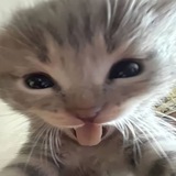 vessinian