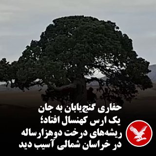 חפירתם של ציידי אוצרות נפלה לחייו של ערער זקן; שורשיו של עץ בן 2,000 שנה בצפון חוראסאן ניזוקו עץ ערער ישן ס…