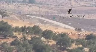 شبان من المغير يردون مستوطنين حاولوا سرقة أغنام