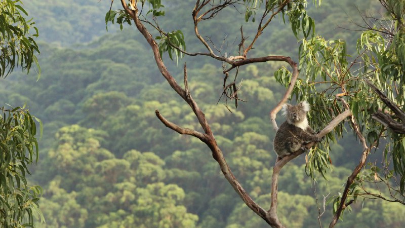 Clinging to what mattersKoala in a eucalyptus tree, Great Otway National Park, Australia (© Jamie Lamb - elusive-images.co.uk/Getty Images)