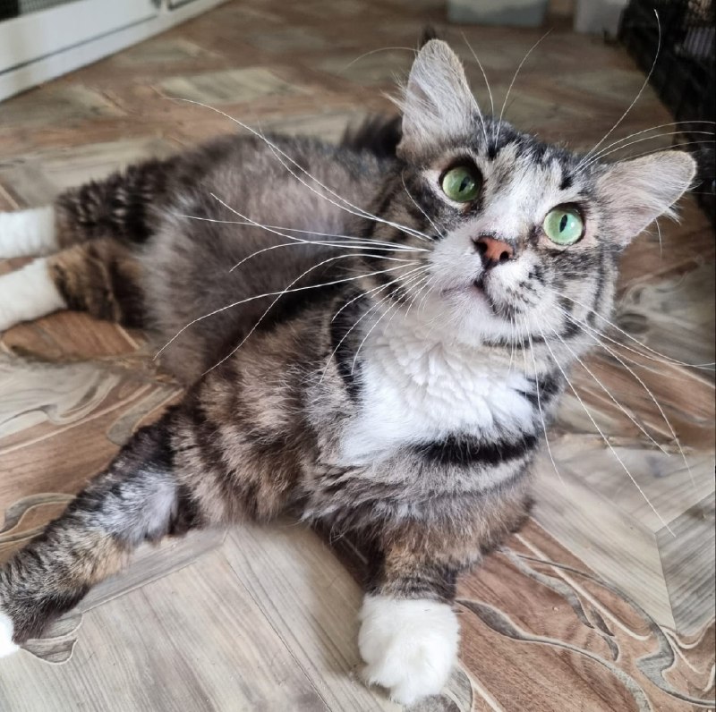 Котик *Богатырь*
Крупный зеленоглазый...