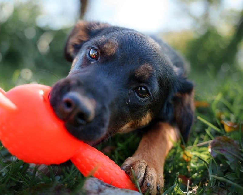 🐶 Представьте: крохотная девочка дрожит от холода на обочине трассы, но её глазки полны надежды на
