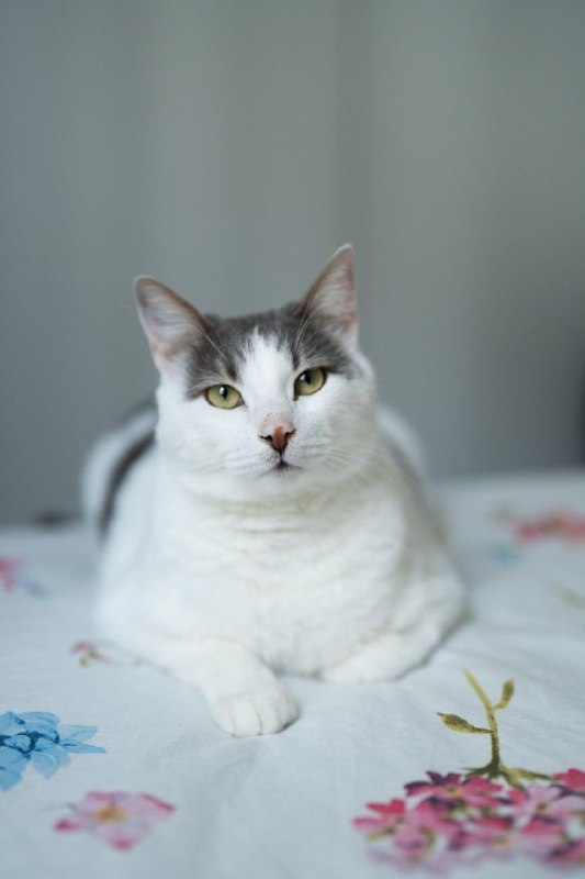 Большой и плюшевый Тоторо на страже вашего спокойствия 🏡 — фото 1