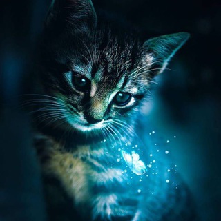 Morocco 🍇 Telegram Group Link