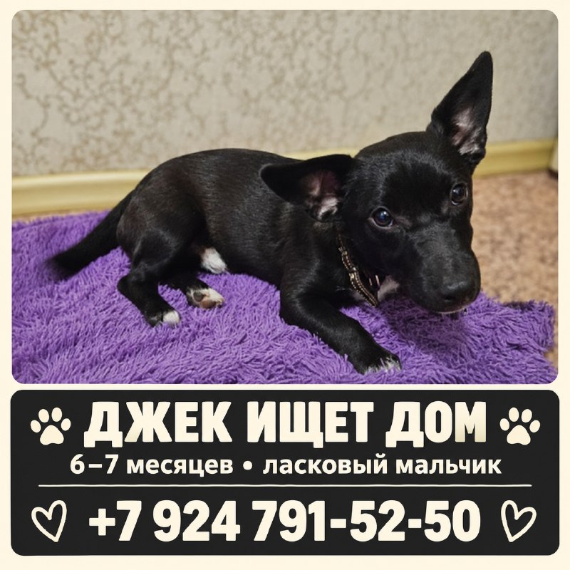 Джеку шесть–семь месяцев. Этот маленький ласковый пёс...