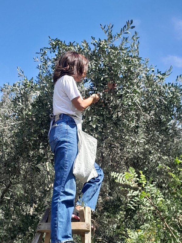Representative Halima Al-Kakur during the olive harvest: no one will know the value of this season except the landowner