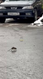 זה מסוג היצורים החיים שמסתובבים ליד בניין פולש שמוכר פירות בכתובת: רחוב. גוגוליה, 40/1