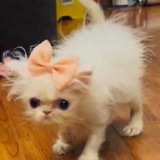 Кошкин Дом(·ω<)