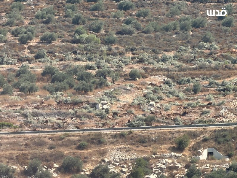 עצי זית נעקרו אתמול על ידי דחפורי מתנחלים באדמות הכפר טל, דרומית מערבית לשכם.