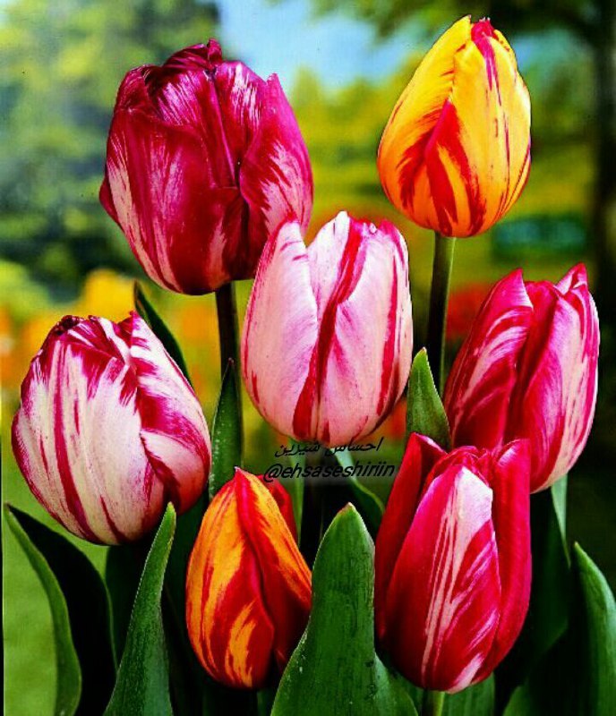 🌷ب یاد شهیدان🌷: 🌷صبح یعنی بوی گل مریم🌿که سراسر شب را پر کرده بود🌷و حالا با نوازش حس بویایی ات🌿بیدارت می کند🌷صبح🌿یعنی آغاز🌷آغاز یک عبور🌿و