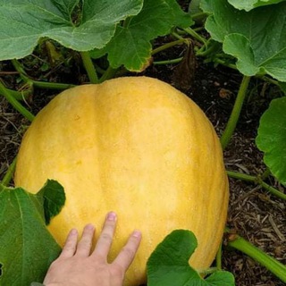 Jardin, potager, autonomie alimentaire