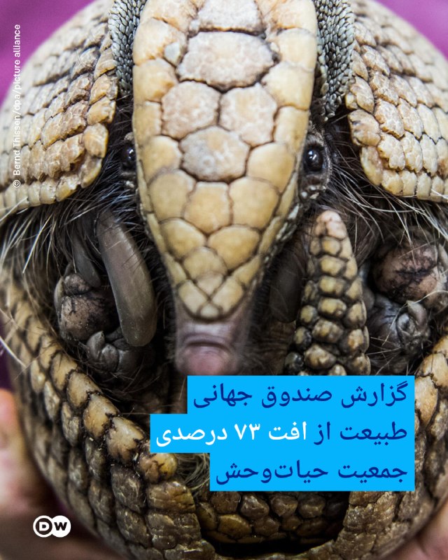 🔸 World Wildlife Fund report on a 73% decline in the wild animal population