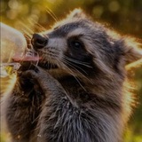 Pepper the raccoon