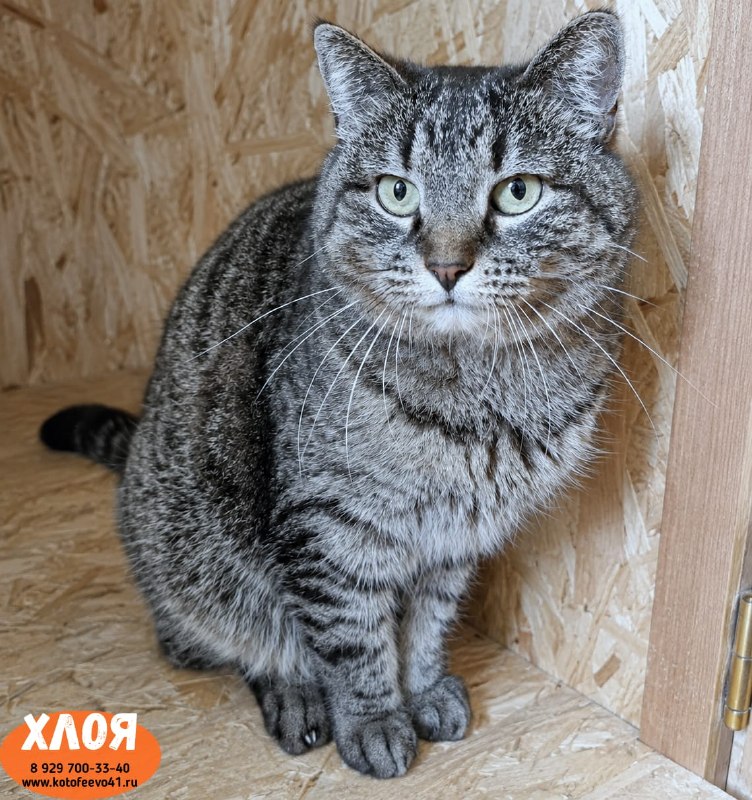 Кошечка *Хлоя*
Плюшевая лапочка!
Спокойная кошечка...