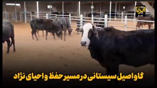 🎥 Purebred Sistani cow on the way to preserving and revitalizing the breed