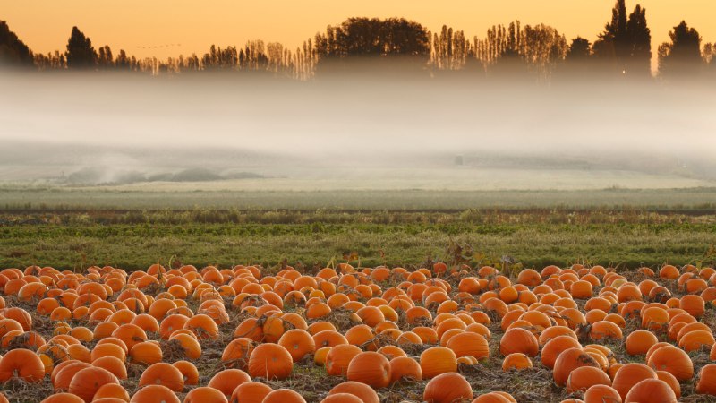 It's carving timePumpkin field, Victoria, British Columbia, Canada (© Shaun Cunningham/Alamy)