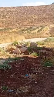 הכיבוש עוקר עצי זית ודוחס אדמות של חקלאים בעיירות בית דג'אן וסאלם, מזרחית לשכם.