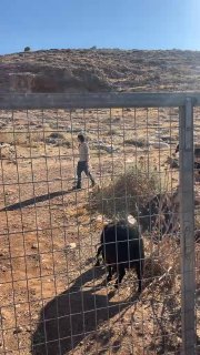 מתנחלים מסתערים על סביבת בתים באדמות הכפר ראמון, מזרחית לרמאללה