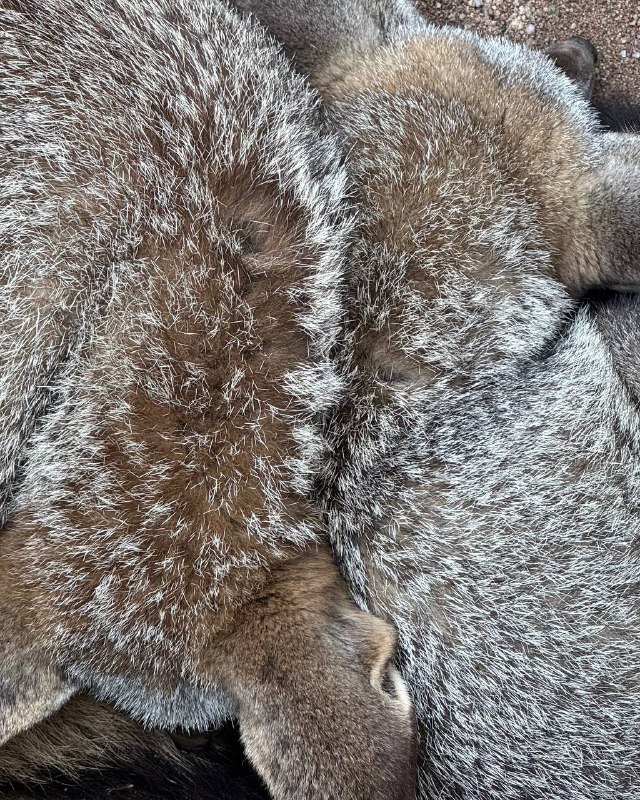 Зоопарк Кхао Кхео Это не просто место для знакомства с животным миром, а настоящий сафари-парк и источник вдохновения для тех, кто ищет новые идеи для творчества. Прогуливаясь среди экзотических животных и ярких птиц, невозможно не заметить, как у каждого из них своя особенная жизнь — настоящая история, разворачивающаяся прямо перед глазами, как захватывающий сериал. Все эти существа, такие разные по характеру и внешности; каждый по-своему удивительно красив и уникален.Их окраску можно интерпретировать в модных концепциях, создавать уникальные образы, которые отражают гармонию природы и моды. Это сочетание дикости и утонченности, силы и красоты, которое хочется запечатлеть в кадре.Модные съемки, вдохновленные животными, становятся настоящим искусством, где каждая деталь — от текстур и силуэтов до цветовых сочетаний — рассказывает свою историю. Ведь кто, как не природа, может быть так безупречна в поиске новых трендов?Посещение зоопарка напоминает, как важно быть в поиске вдохновения вокруг, ведь каждый момент может стать источником для создания уникальных образов, наполненных естественной красотой.Зоопарк Кхао Кхео Это не просто место для знакомства с животным миром, а настоящий сафари-парк и источник вдохновения для тех, кто ищет новые идеи для творчества. Прогуливаясь среди экзотических животных и ярких птиц, невозможно не заметить, как у каждого из них своя особенная жизнь — настоящая история, разворачивающаяся прямо перед глазами, как захватывающий сериал. Все эти существа, такие разные по характеру и внешности; каждый по-своему удивительно красив и уникален.Их окраску можно интерпретировать в модных концепциях, создавать уникальные образы, которые отражают гармонию природы и моды. Это сочетание дикости и утонченности, силы и красоты, которое хочется запечатлеть в кадре.Модные съемки, вдохновленные животными, становятся настоящим искусством, где каждая деталь — от текстур и силуэтов до цветовых сочетаний — рассказывает свою историю. Ведь кто, как не природа, может быть так безупречна в поиске новых трендов?Посещение зоопарка напоминает, как важно быть в поиске вдохновения вокруг, ведь каждый момент может стать источником для создания уникальных образов, наполненных естественной красотой.