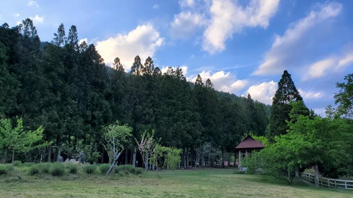 雪霸國家公園，武陵農場 | 不自駕上山也沒有漫天飛舞的櫻花，可能比你想的還要精采