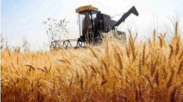 کانال اراکی ها: پرداخت ۳۶ درصد مطالبات کشاورزان استان مرکزی تا ۲۰ مرداد🔹مدیرکل غله و خدمات بازرگانی استان مرکزی: پرداخت هزینه گندم خریدا