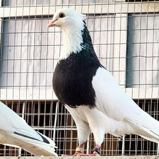 🪽Eron 🕊kabutar🦅 Faqat🦅