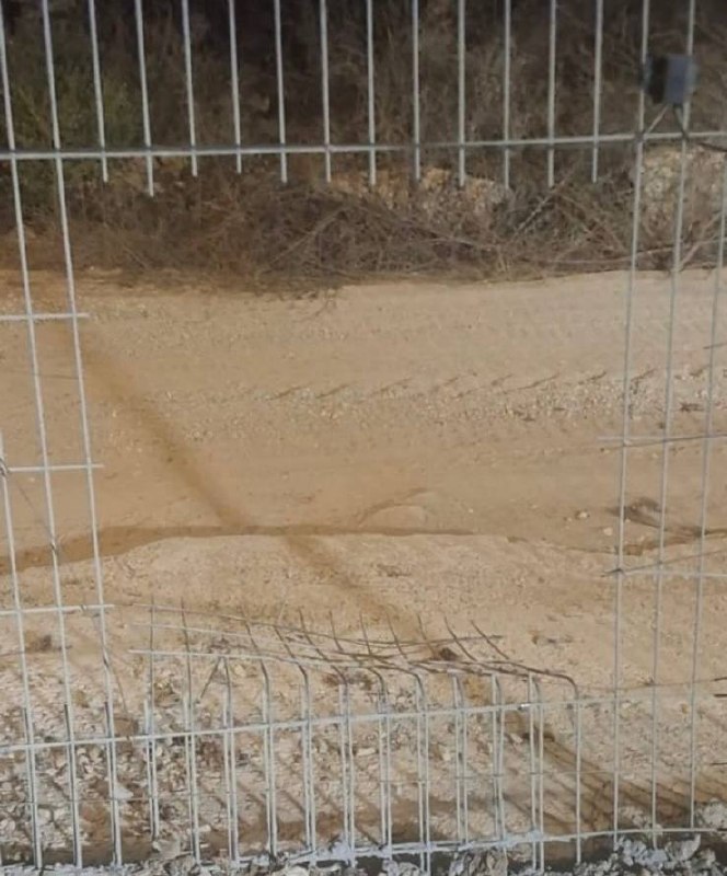 אלמוג בוקר