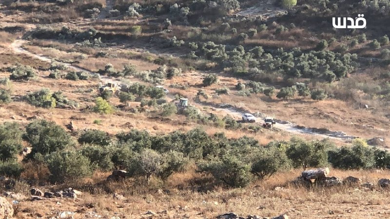 דחפור של צבא הכיבוש עוקר עצי זית מאדמות הכפר סרה, מדרום-מערב לשכם.