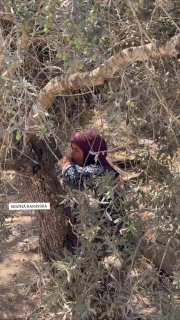 האישה הזו מחבקת את עץ הזית בפעם האחרונה לפני שדחפורי הכיבוש עוקרים אותו בעראבה, דרומית לג'נין.