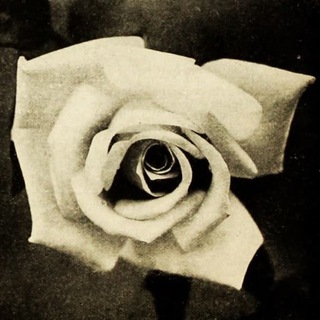 Telegram profile photo for La Rose Blanche