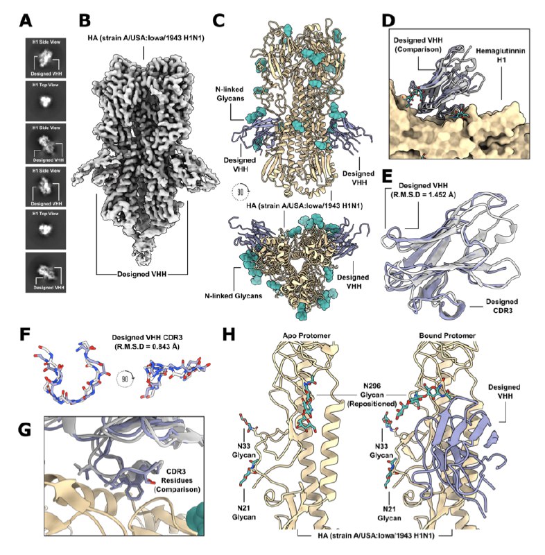 昨天bioarxiv新发的论文，Bennett et al. 用一个AI模型，RFdiffusion network（类似于Midjourney和DALL·E），设计出了从未被发现过的抗体蛋白