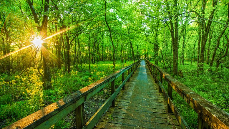 Wander often, wonder moreNatchez Trace Parkway, Tupelo, Mississippi, USA (© The best photo is earned/Getty Images Plus)