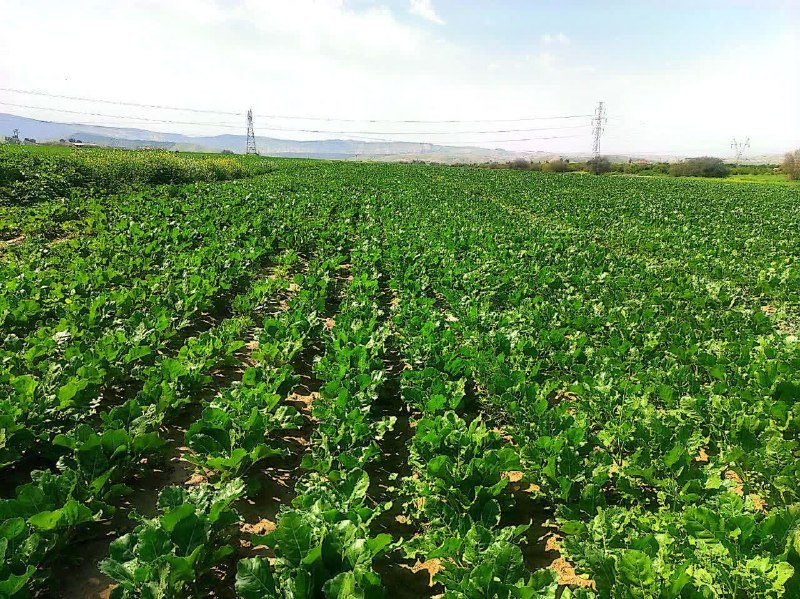 پایگاه خبری هاژه: 🔴 کاهش هزار هکتاری کشت چغندرقند در پیرانشهر برای کمک به احیای دریاچه ارومیه🔹در لینک زیر بخوانید:📎http://haje.ir/Newsdeta