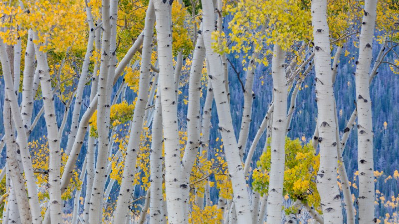Midway to winterAspen trees during fall, Fishlake National Forest, Utah (© Danita Delimont/Getty Images)