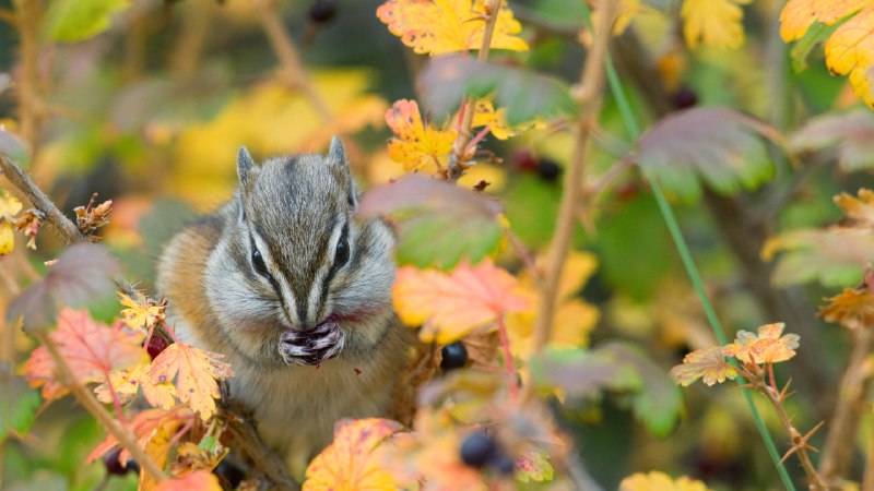 The fast and the furriestLeast chipmunk, Kootenai National Forest, Montana (© Donald M. Jones/Minden Pictures)