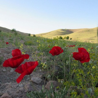 سردری شهری