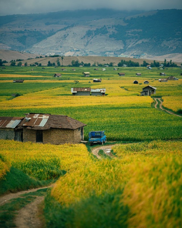 هواشناسی ایران: نمایی زیبا از مزارع برنج مازندران🌾🌾🌾🌾@iran_weather