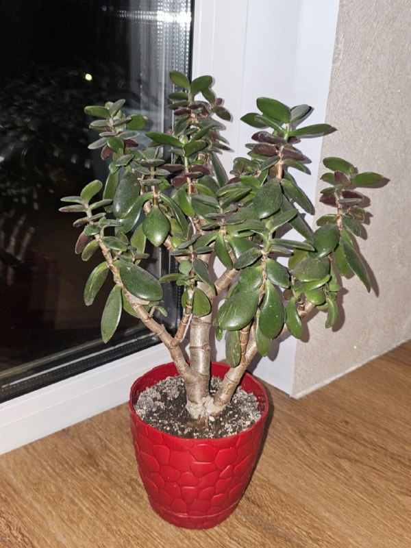 Денежное дерево (толстянка)-50 лари. — фото 1