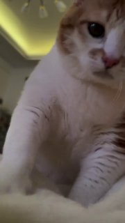 Cats "make biscuits" (or knead) for a variety of reasons, including expressing affection, showing contentment, and marking territory.