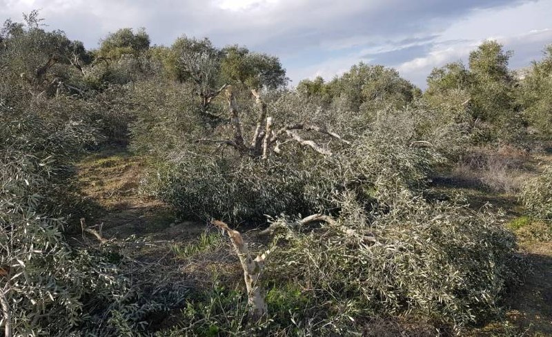 רשת חדשות ירושלים