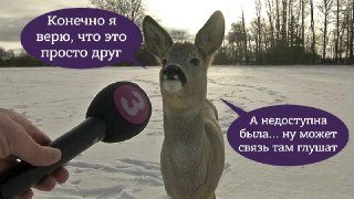 Фотограф снял редчайшего белого оленя: https://lentach.media/hZIKd