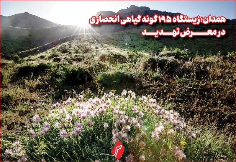 روزنامه سپهرغرب: ⭕️همدان؛ زیستگاه ۱۹۵ گونه گیاهی انحصاری در معرض تهدید🔹️فاطمه کاظمینی، رئیس اداره مدیریت زیستگاه‌ها و امور مناطق اداره‌کل